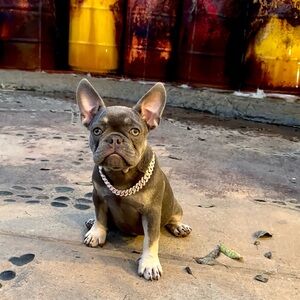 12in Gold Iced Cuban Link Puppy Collar – Bling